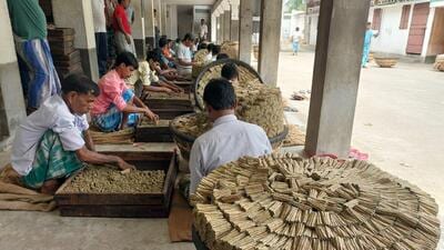 With more than a million bidi workers living in West Bengal’s Murshidabad and Malda districts, their influence on the vote bank is undeniable there. (HT Photo) With more than a million bidi workers living in West Bengal’s Murshidabad and Malda districts, their influence on the vote bank is undeniable there. (HT Photo)