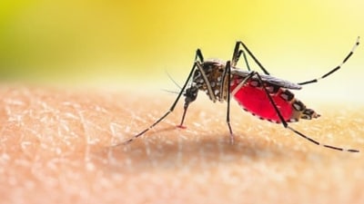 World Malaria Day 2022: Yoga asanas to relieve symptoms of fever (Unsplash)
