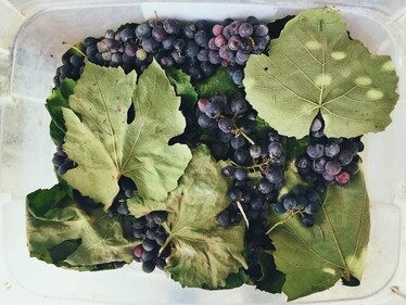 Grape Stomping with music is also included with a multicuisine buffet lunch. Grape Stomping with music is also included with a multicuisine buffet lunch.