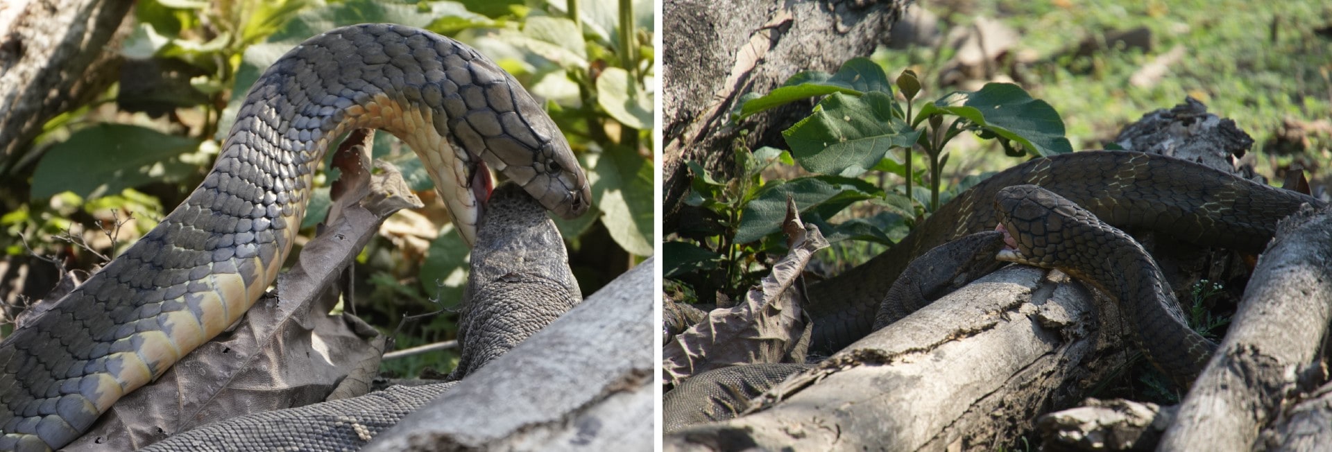 Monitor lizard dangles from parakeet nest; fledgling after rescue perches on guard’s thigh. (PHOTOS: KHUSHJIV SINGH SETHI) Monitor lizard dangles from parakeet nest; fledgling after rescue perches on guard’s thigh. (PHOTOS: KHUSHJIV SINGH SETHI)