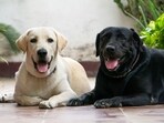 Back issues with Labradors are common problem. Here are pet care notes by experts Back issues with Labradors are common problem. Here are pet care notes by experts