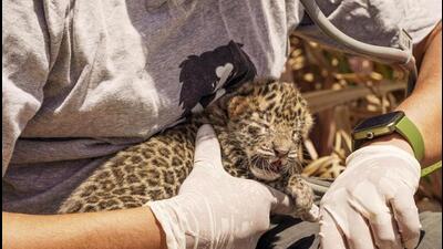 Currently, there are two facilities located in Pune, where the leopards captured from conflict areas are kept for either lifetime care or because of the pending application on release procedure. The centres include Manikdoh Leopard Rescue Centre, (MLRC) Junnar, and the RESQ Charitable Trust’s facility in Bavdhan. (REPRESENTATIVE PHOTO) Currently, there are two facilities located in Pune, where the leopards captured from conflict areas are kept for either lifetime care or because of the pending application on release procedure. The centres include Manikdoh Leopard Rescue Centre, (MLRC) Junnar, and the RESQ Charitable Trust’s facility in Bavdhan. (REPRESENTATIVE PHOTO)