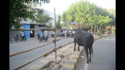 Prayagraj collectorate being prepared for the nomination process (HT HOTO)