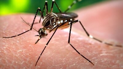 Dengue fever cases surge in Udupi, health authorities launch larva survey Dengue fever cases surge in Udupi, health authorities launch larva survey