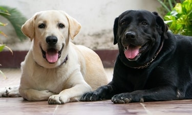 Back issues with Labradors are common problem. Here are pet care notes by experts (Photo by Daniel Joshua on Unsplash) Back issues with Labradors are common problem. Here are pet care notes by experts (Photo by Daniel Joshua on Unsplash)