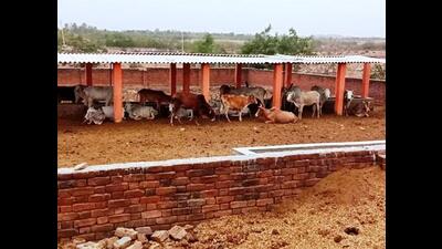the government last week issued a GO granting the approval with the condition that the funds would be utilised specifically for the maintenance of stray cattle. (For Representation)