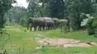 A herd of 23 elephants entered the eastern Maharashtra district of Gadchiroli from Chhattisgarh’s Bastar forests in 2021 (Videograb/FILE) A herd of 23 elephants entered the eastern Maharashtra district of Gadchiroli from Chhattisgarh’s Bastar forests in 2021 (Videograb/FILE)