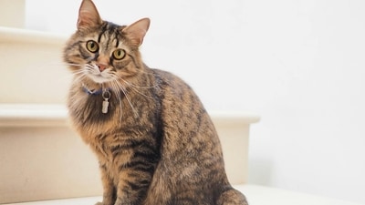 China: After the incident that left everything burnt, the owner changed the cat's name from  Jingoudiao to "Sichuan’s most badass cat". (Representational Image/Unsplash)