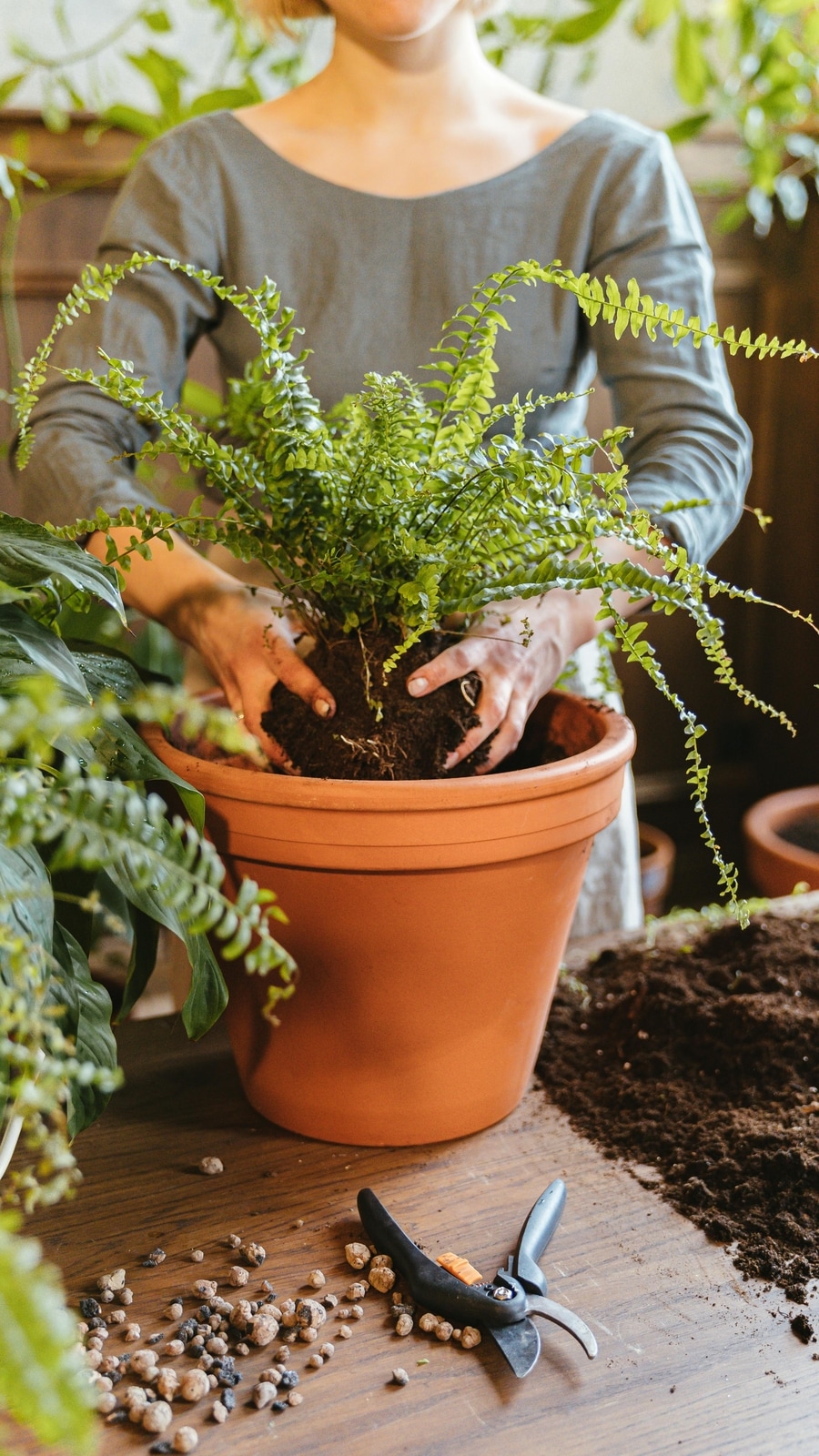 fern_cover
