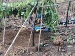 Overall, 91 Maoists have been killed in the first four months of 2024, more than the 22 and 30 Maoists killed in all of 2022 and 2023 respectively. (HT Photo) Overall, 91 Maoists have been killed in the first four months of 2024, more than the 22 and 30 Maoists killed in all of 2022 and 2023 respectively. (HT Photo)