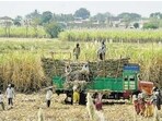 Sustained gains in shifting away from water-intensive crops need to be demonstrated to farmers(Pic for representation)