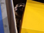 Galena, the six-year-old American shorthair was shipped in an Amazon box. Galena, the six-year-old American shorthair was shipped in an Amazon box.