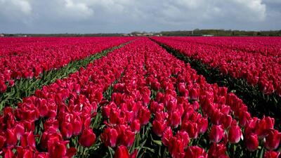 In Amsterdam, there were souvenirs of tulip flowers every few steps and soon I found myself on the Delhi flight. (AFP) In Amsterdam, there were souvenirs of tulip flowers every few steps and soon I found myself on the Delhi flight. (AFP)