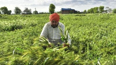 Procurement refers to purchases of grains by the Food Corporation of India (FCI), the Centre’s main grain-handling agency, at federally determined floor prices (HT) Procurement refers to purchases of grains by the Food Corporation of India (FCI), the Centre’s main grain-handling agency, at federally determined floor prices (HT)