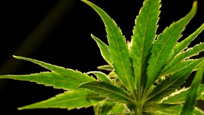 FILE - In this Friday, March 22, 2019, file photo, a marijuana plant is visible at Compassionate Care Foundation's medical marijuana dispensary in Egg Harbor Township, N.J. The U.S. Drug Enforcement Administration will move to reclassify marijuana as a less dangerous drug, a historic shift to generations of American drug policy that could have wide ripple-effects across the country. The DEA’s proposal still must be reviewed by the White House Office of Management and Budget. (AP Photo/Julio Cortez, File) (AP) FILE - In this Friday, March 22, 2019, file photo, a marijuana plant is visible at Compassionate Care Foundation's medical marijuana dispensary in Egg Harbor Township, N.J. The U.S. Drug Enforcement Administration will move to reclassify marijuana as a less dangerous drug, a historic shift to generations of American drug policy that could have wide ripple-effects across the country. The DEA’s proposal still must be reviewed by the White House Office of Management and Budget. (AP Photo/Julio Cortez, File) (AP)