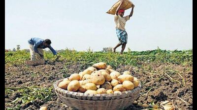 The potato-growing region of Farrukhabad (HT Photo) The potato-growing region of Farrukhabad (HT Photo)