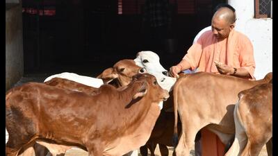 Uttar Pradesh CM Yogi Adityanath performing “gau seva” at Gorakhnath temple in Gorakhpur on April 30. (HT photo) Uttar Pradesh CM Yogi Adityanath performing “gau seva” at Gorakhnath temple in Gorakhpur on April 30. (HT photo)