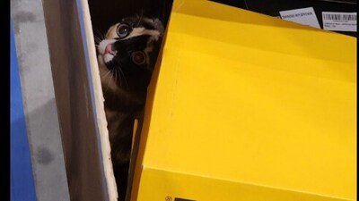Galena, the six-year-old American shorthair was shipped in an Amazon box. (Facebook/@Brandy Hunter) Galena, the six-year-old American shorthair was shipped in an Amazon box. (Facebook/@Brandy Hunter)