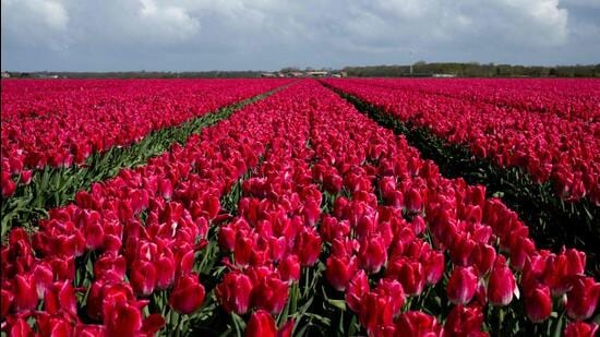 In Amsterdam, there were souvenirs of tulip flowers every few steps and soon I found myself on the Delhi flight. (AFP)