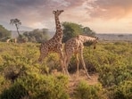 Kenya is renowned for its stunning landscapes, diverse wildlife, and vibrant culture. Kenya is renowned for its stunning landscapes, diverse wildlife, and vibrant culture.