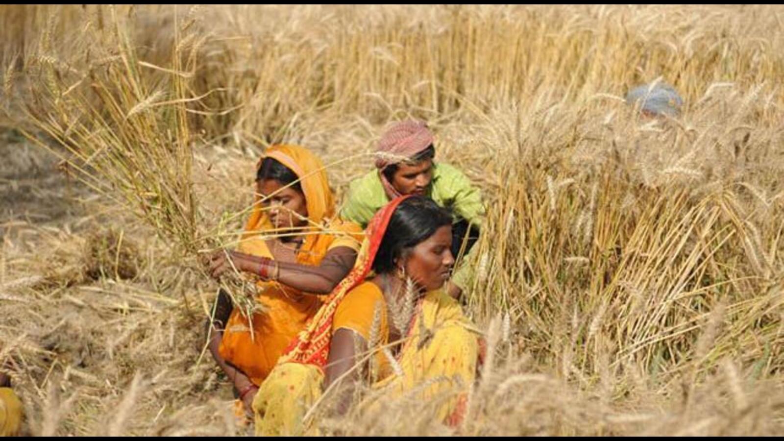 India unlikely to lift ban on export of food items - Vimarsana News
