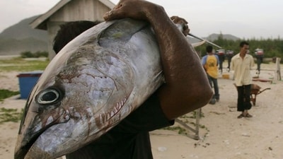 Every year, World Tuna Day is observed on May 2. (Reuters)