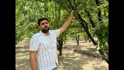 After facing challenges in marketing and cultivation of kinnow amid dwindling availability of irrigation facilities, orchardists of the Abohar belt of Fazilka district are gradually switching to pear and other fruits.