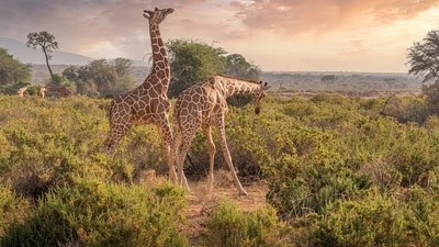 Kenya is renowned for its stunning landscapes, diverse wildlife, and vibrant culture. (Pixabay) Kenya is renowned for its stunning landscapes, diverse wildlife, and vibrant culture. (Pixabay)