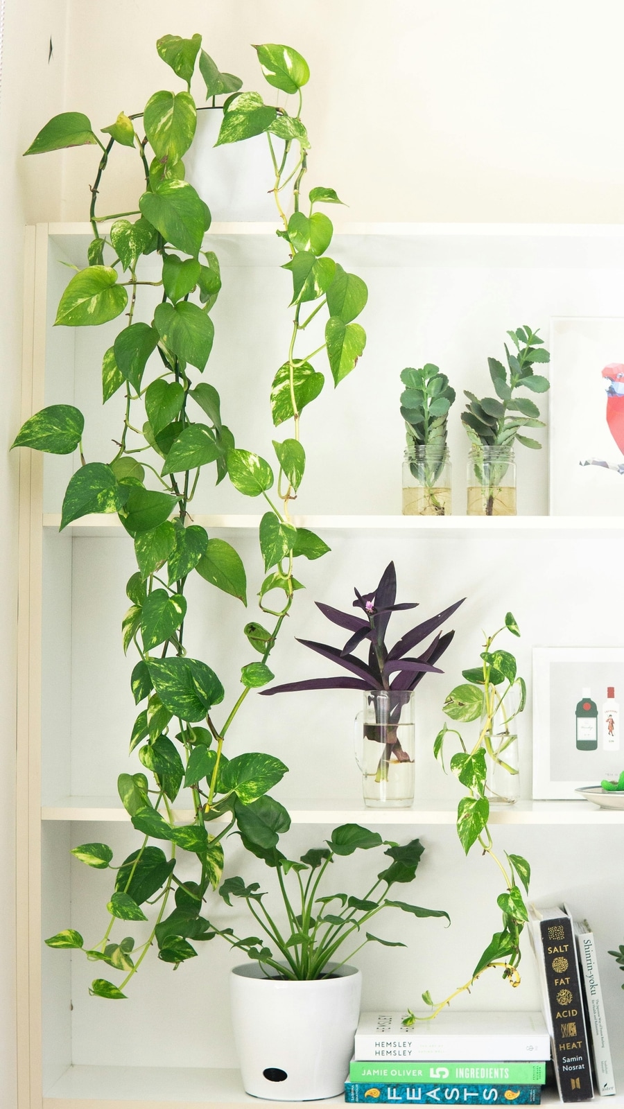 money_plant