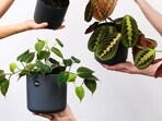 plants_with_beautiful_leaves