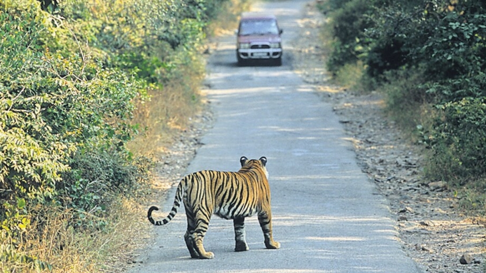 Corbett’s newest attraction: Kota tourist zone welcomes wildlife enthusiasts | Travel