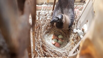 As seen in Teen Adhyay: A crow building a nest, laying eggs, the eggs maturing to hatch, and the new bird in flight (Subash Sahoo) As seen in Teen Adhyay: A crow building a nest, laying eggs, the eggs maturing to hatch, and the new bird in flight (Subash Sahoo)
