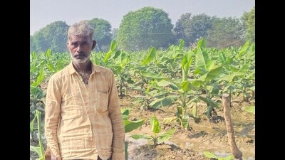 A farmer standing in his banana farm in Kaushambi (HT photo)