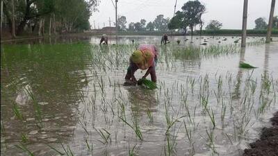 Farmers whose crops and properties were damaged during the 2023 floods submitted a memorandum to Punjab governor Banwari Lal Purohit, seeking compensation from the Centre. (HT File)