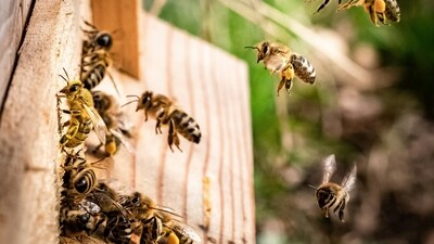 A beekeeper discovered over 50,000 bees in the wall of a 100-year-old farmhouse after a kid complained of hearing “monsters” in her bedroom (representational image). (Unsplash/Kai Wenzel) A beekeeper discovered over 50,000 bees in the wall of a 100-year-old farmhouse after a kid complained of hearing “monsters” in her bedroom (representational image). (Unsplash/Kai Wenzel)