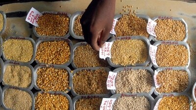 India’s output of pulses dipped to 23.4 million tonne in 2023-24 from 26.1 million tonne a year ago, the agriculture ministry estimated (REUTERS) India’s output of pulses dipped to 23.4 million tonne in 2023-24 from 26.1 million tonne a year ago, the agriculture ministry estimated (REUTERS)