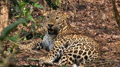 The leopard has been released in DB Kuppe Range Forest (HT) The leopard has been released in DB Kuppe Range Forest (HT)