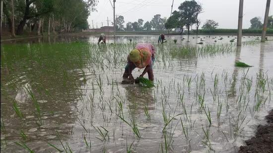 Farmers whose crops and properties were damaged during the 2023 floods submitted a memorandum to Punjab governor Banwari Lal Purohit, seeking compensation from the Centre. (HT File)