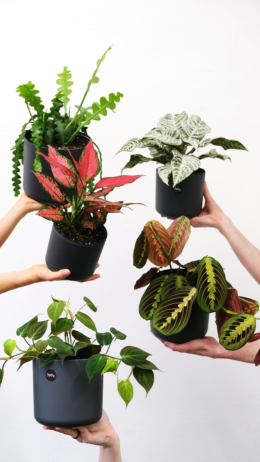 plants_with_beautiful_leaves