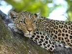 International Leopard Day raises awareness for leopard conservation and their role in ecosystems.