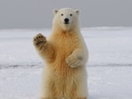 Viral 'man or bear' question sparks concern over women's safety