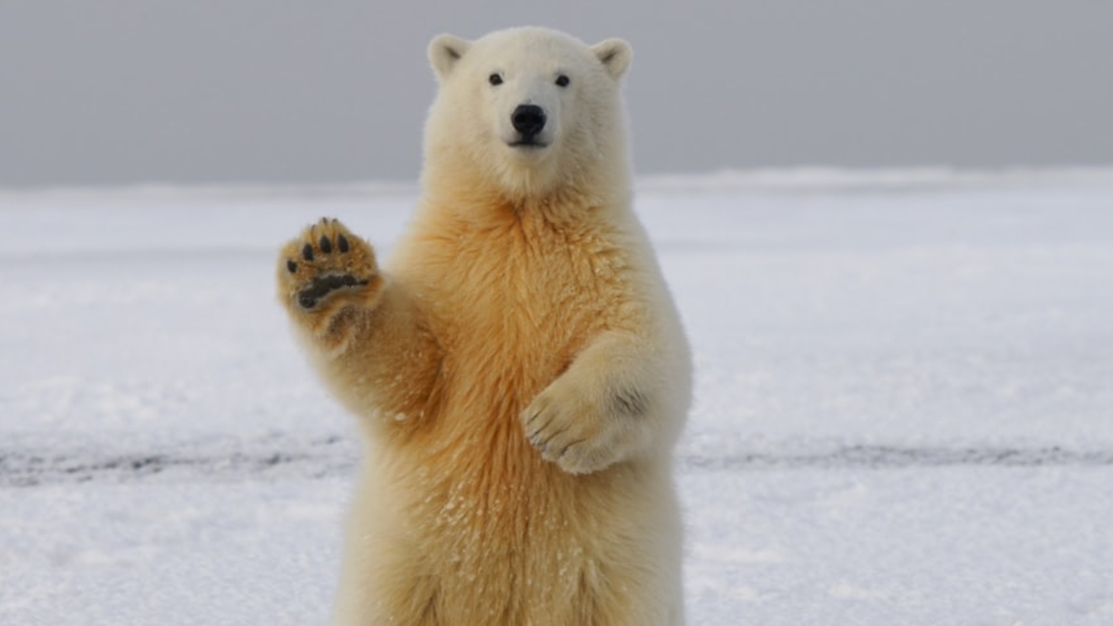 Man or bear? Viral hypothetical question sparks concern over women's safety - Vimarsana News