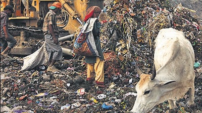NCattle in the dairies situated near landfills would feed on hazardous waste, the high court noted. (HT File) NCattle in the dairies situated near landfills would feed on hazardous waste, the high court noted. (HT File)