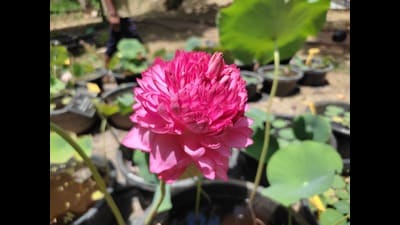 The 1,000-petal lotus blooming at Lucknow’s CSIR-NBRI. (HT Photo) The 1,000-petal lotus blooming at Lucknow’s CSIR-NBRI. (HT Photo)