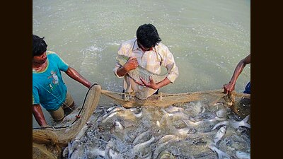 The leftover fish pond water can be used for irrigating paddy and other agriculture fields. (HTphoto) The leftover fish pond water can be used for irrigating paddy and other agriculture fields. (HTphoto)