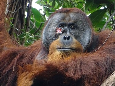 Rakus, a male orangutan with a facial wound, at Gunung Leuser National Park in North Sumatra, Indonesia. (AFP) Rakus, a male orangutan with a facial wound, at Gunung Leuser National Park in North Sumatra, Indonesia. (AFP)