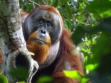 This photo shows Rakus, a wild male Sumatran orangutan in Gunung Leuser National Park, Indonesia. (AP) This photo shows Rakus, a wild male Sumatran orangutan in Gunung Leuser National Park, Indonesia. (AP)