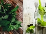 Mint magic: The unique flavour of mint is courtesy the aromatic compound menthol which gives it its distinctive taste and scent. In summer, mint is particularly helpful because menthol triggers a cooling sensation in the mouth and on the skin.