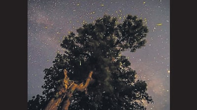 An ethereal image of a tree, fireflies and Milky Way. (CHINMAY DESHPANDE) An ethereal image of a tree, fireflies and Milky Way. (CHINMAY DESHPANDE)