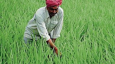 Over the years, farming has undergone a sea change in Barabanki. (PICTURE FOR REPRESENTATION) Over the years, farming has undergone a sea change in Barabanki. (PICTURE FOR REPRESENTATION)